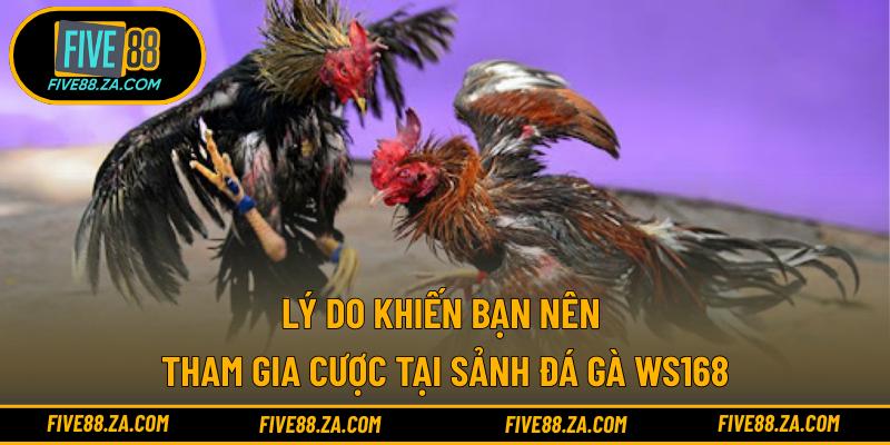Lý do khiến bạn nên tham gia cược tại sảnh đá gà WS168