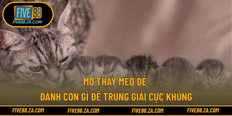 mơ thấy mèo đẻ