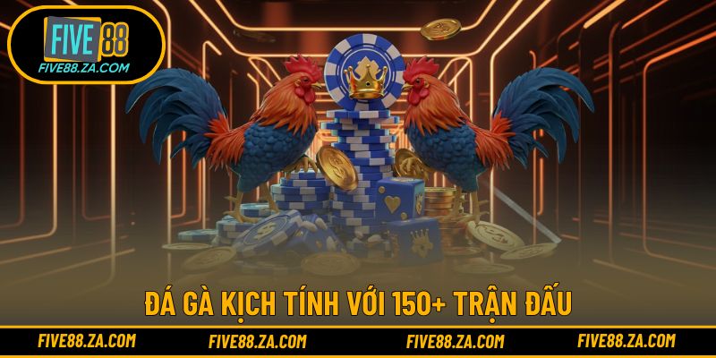 Đá gà kịch tính với 150+ trận đấu