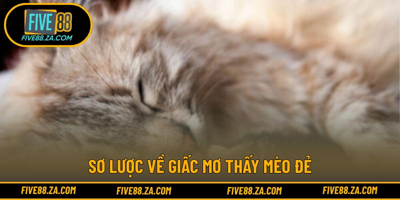 Sơ lược về giấc mơ thấy mèo đẻ