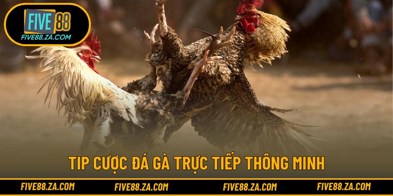 Tip cược đá gà trực tiếp thông minh
